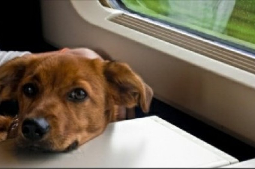 Услуга перевозки домашних животных теперь доступна для инвалидов в поездах «Сапсан»